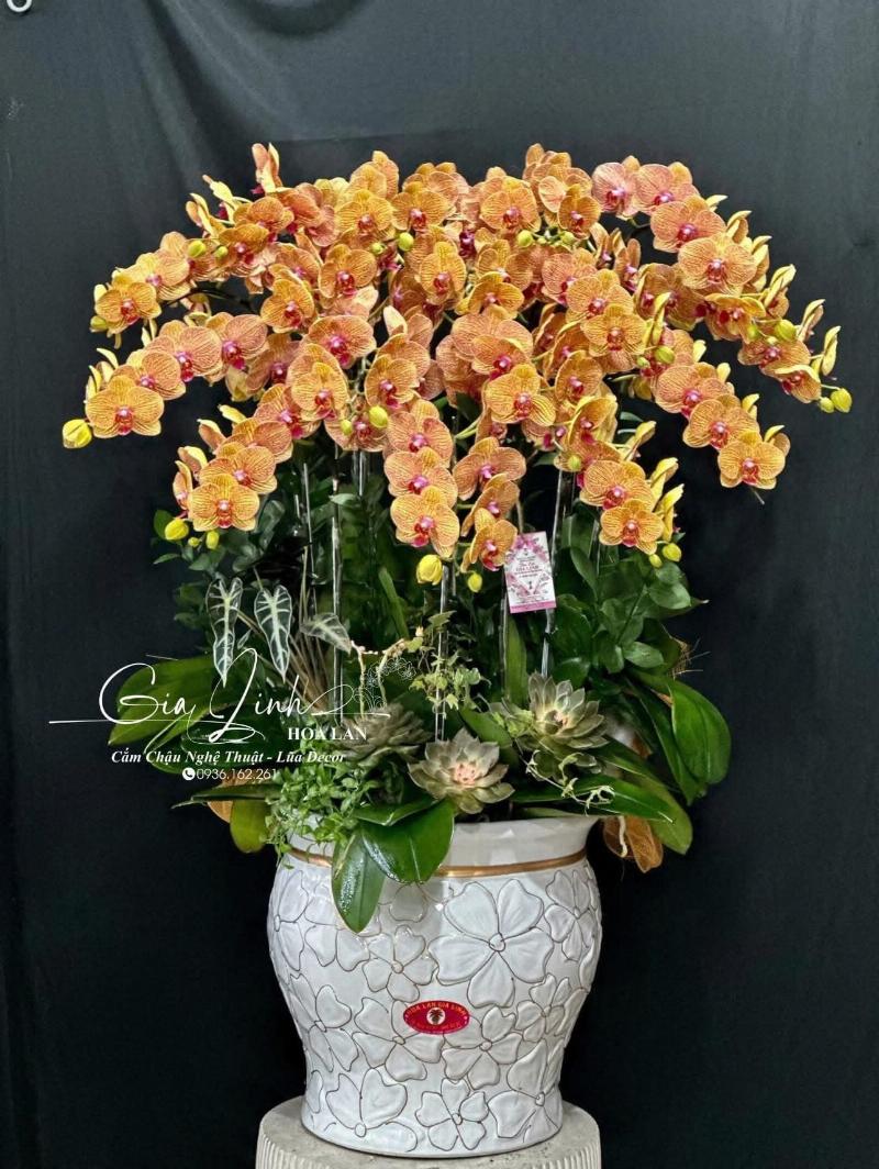 Chậu lan hồ điệp đẹp rực rỡ làm quà biếu tặng dịp Tết hoặc khai trương mang ý nghĩa may mắn thịnh vượng